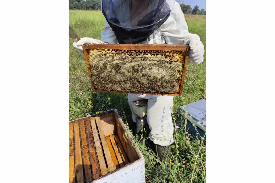 Bee Pure – Care & Beauty