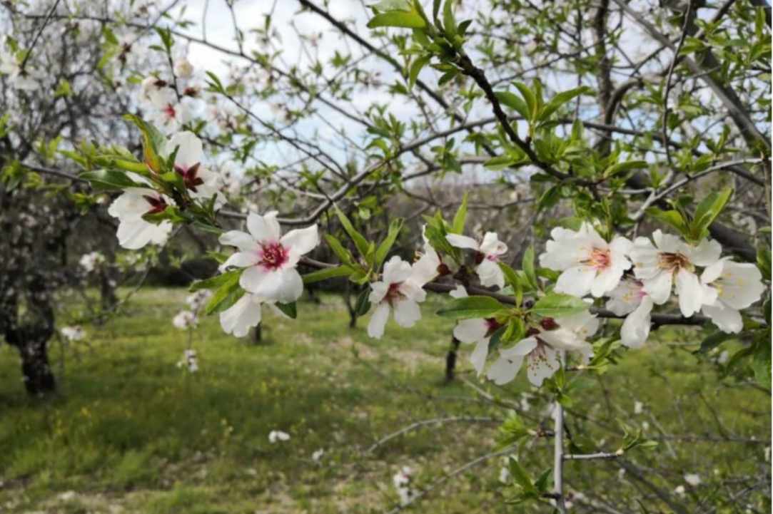 Γιορτή της Αμυγδαλιάς 2020