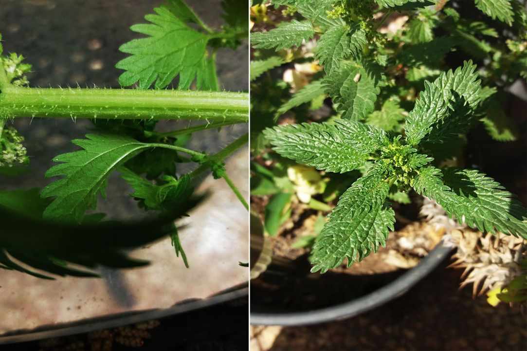 Stinging Nettle Herb Benefits. Learning about herbs.