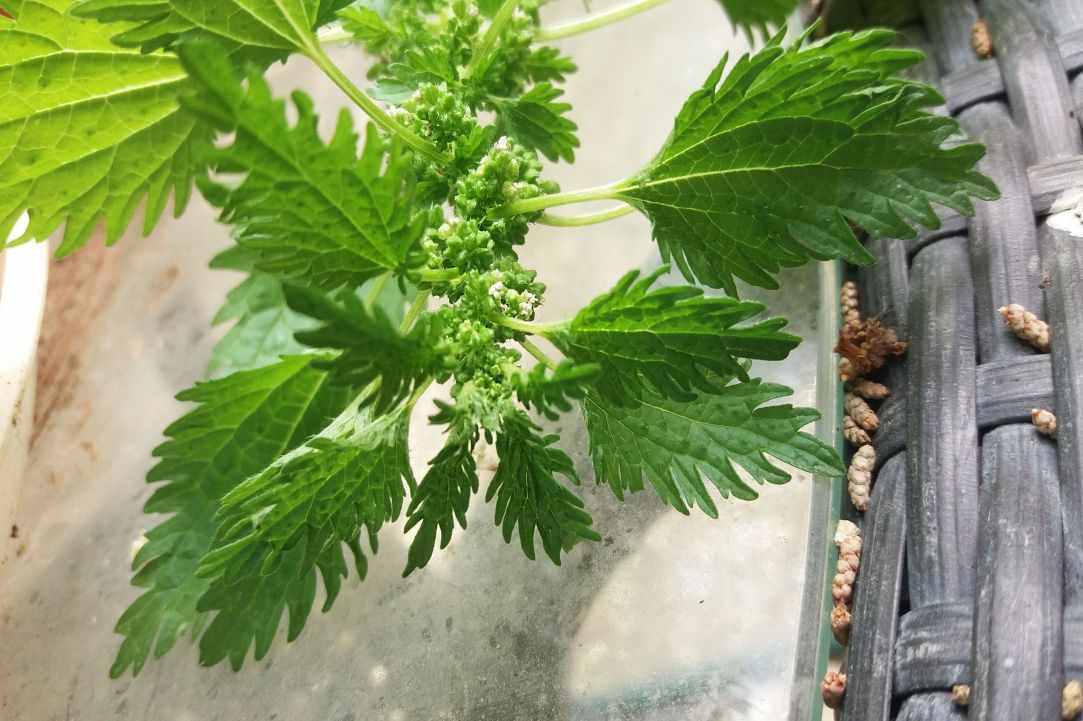 Stinging Nettle Herb Benefits. Learning about herbs.