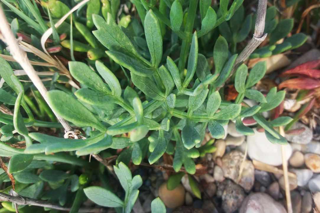 Crithmum (Sea fennel or Rock samphire)