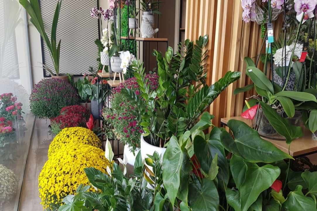 Interview with the owners of Arocaria Flower Shop in Ayia Napa