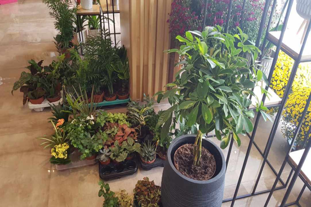 Interview with the owners of Arocaria Flower Shop in Ayia Napa
