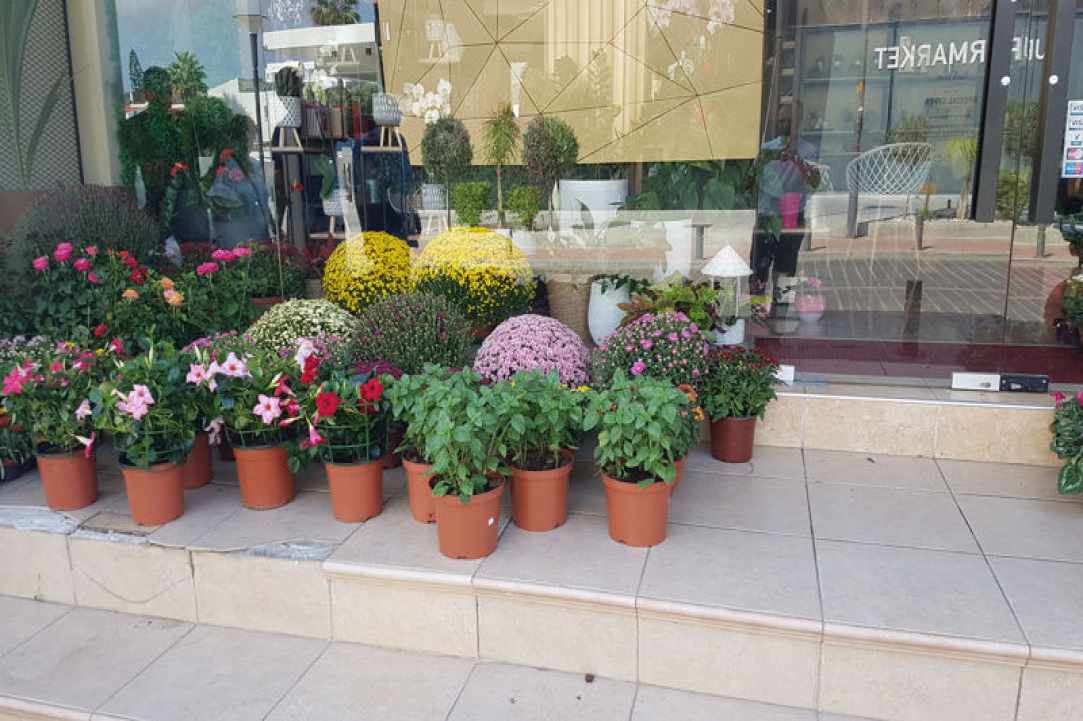 Interview with the owners of Arocaria Flower Shop in Ayia Napa