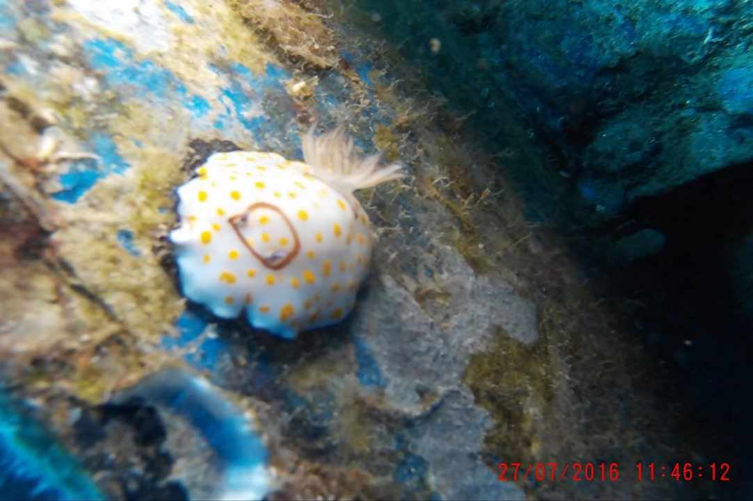 Marine Protected Areas with artificial reef