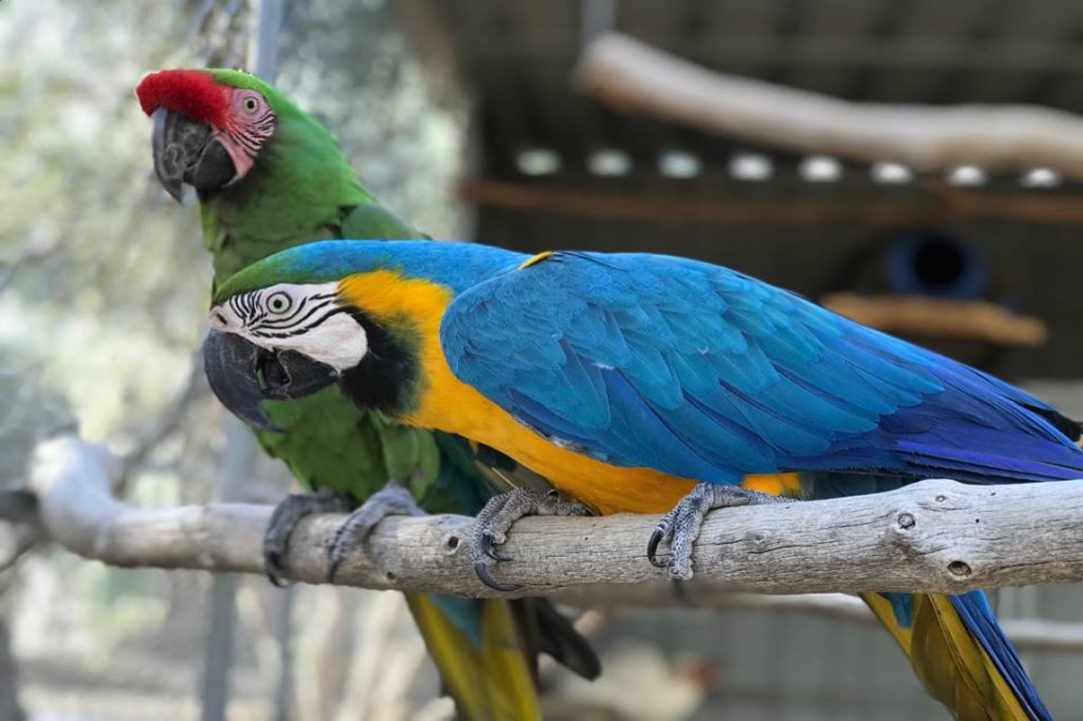 "Melios" strong passion and love for birds & animals gallery image 5
