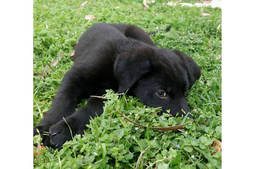 Το πρώτο site για εύρεση κατοικίδιων είναι εδώ!
