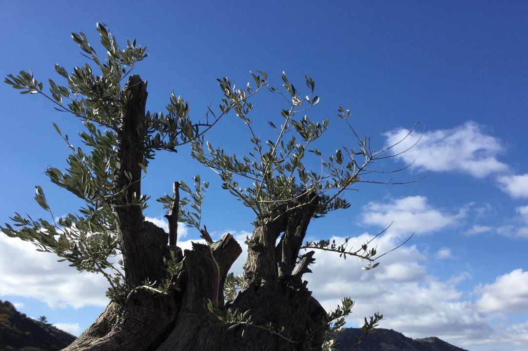 2-day Wine Tour Agros