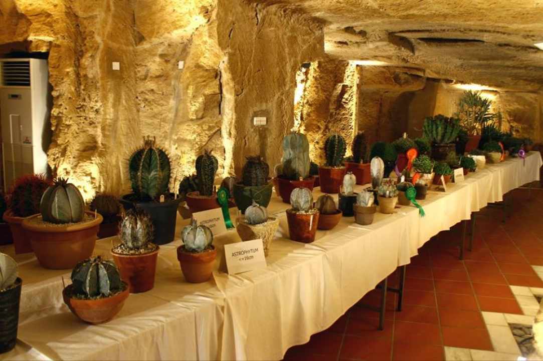 The «Cyprus Cactus and Succulent Society», is organising its «12th Annual Exhibition of Cacti and other Succulents»