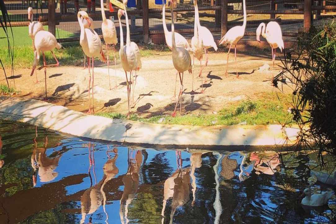 Ας γνωρίσουμε τις 8 φάρμες και ζωολογικούς κήπους της Κύπρου
