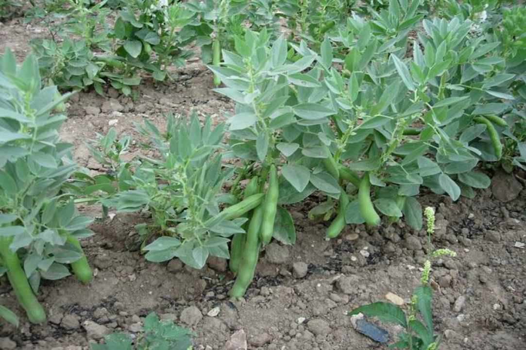 Fresh Broad Beans with Swiss Chard and Tromboncino Courgette