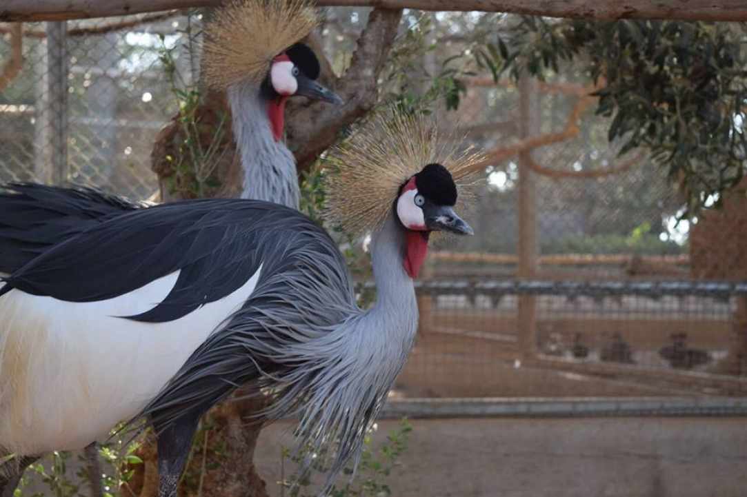 "Melios" strong passion and love for birds & animals