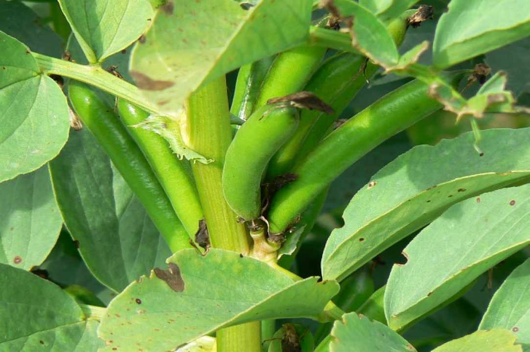Fresh Broad Beans with Swiss Chard and Tromboncino Courgette