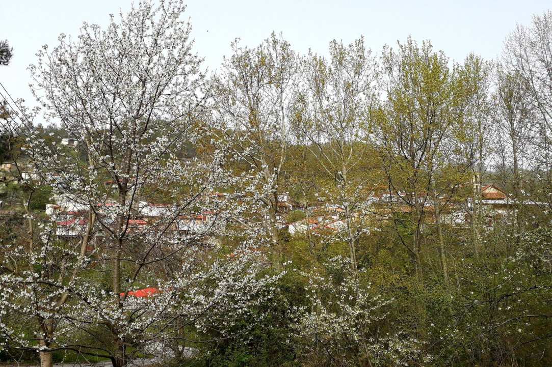 Γιορτή του Κκεραζιού στις Τρείς Ελιές