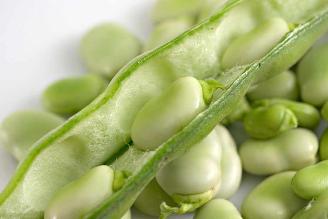 Fresh Broad Beans with Swiss Chard and Tromboncino Courgette