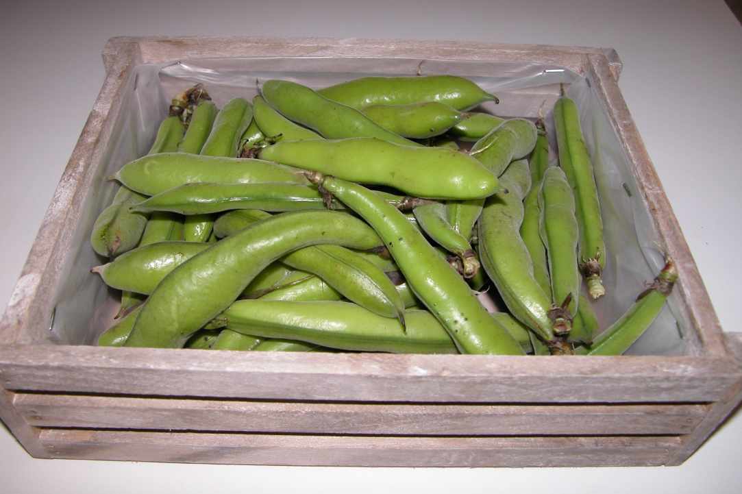 Fresh Broad Beans with Swiss Chard and Tromboncino Courgette