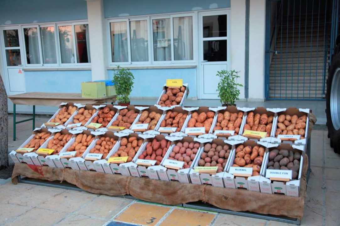 6th Pancyprian Potato Festival