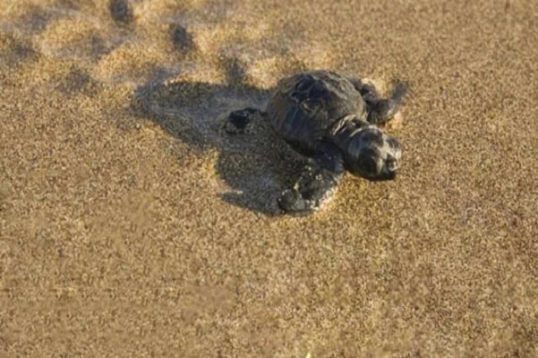 Caretta Caretta turtle 