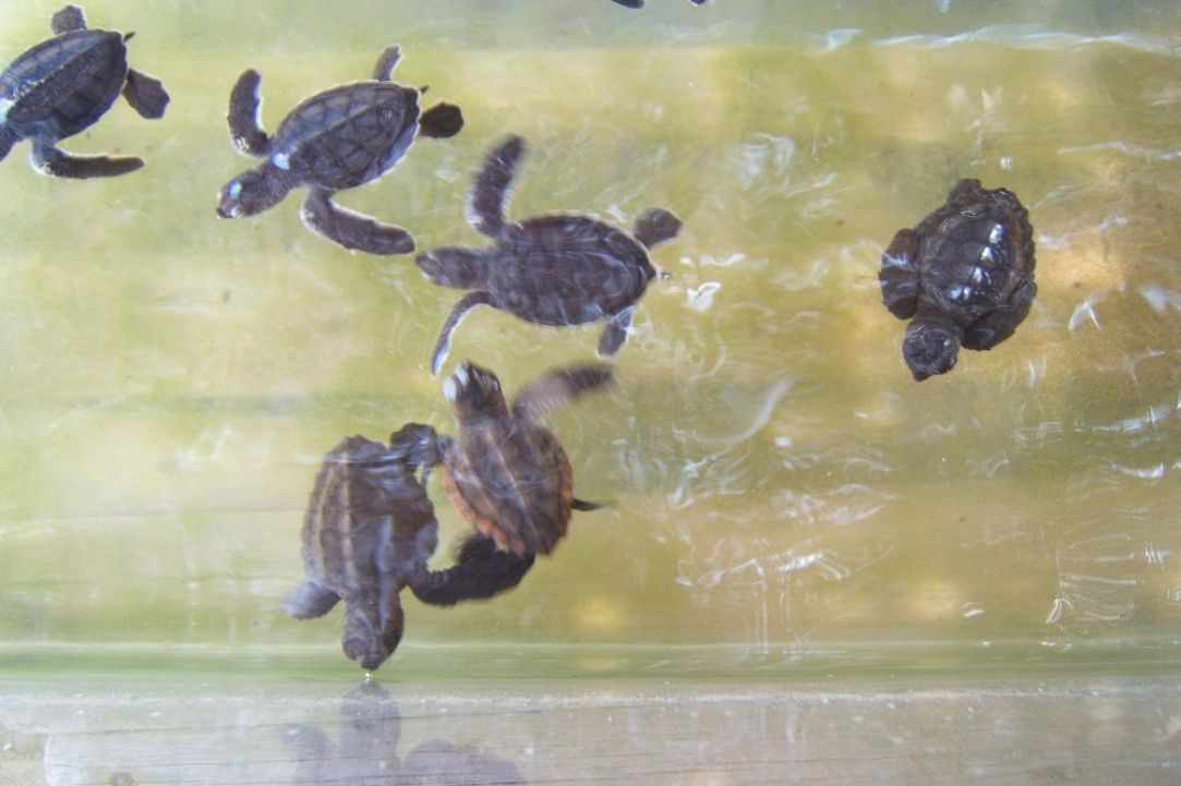 Caretta Caretta turtle 