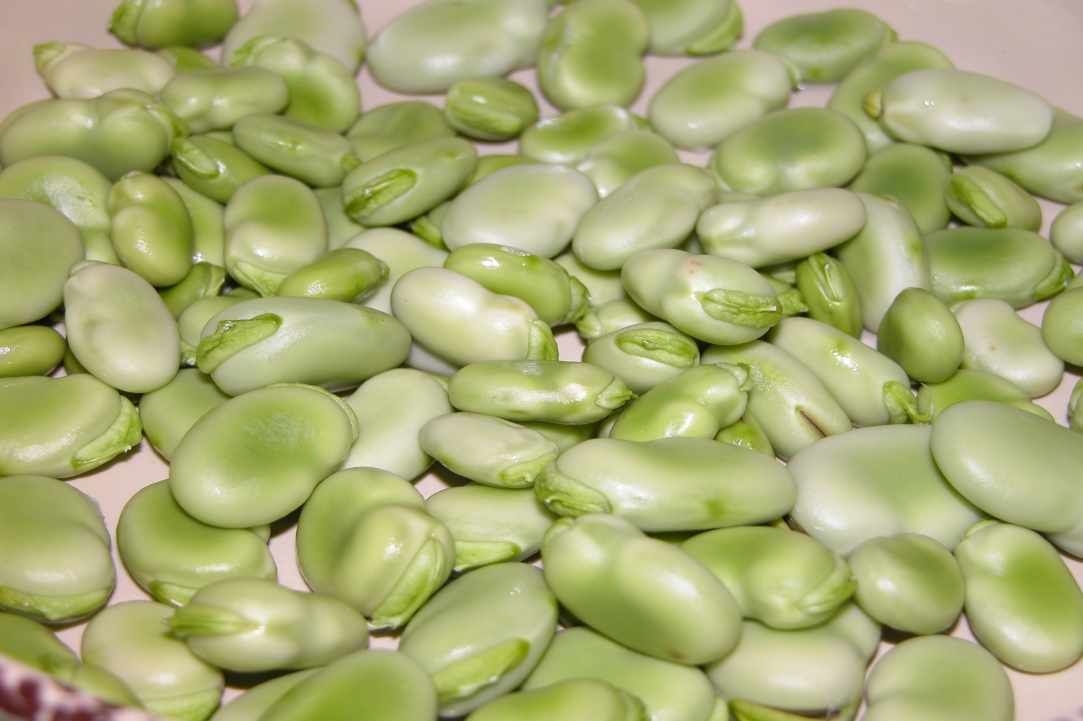 Fresh Broad Beans with Swiss Chard and Tromboncino Courgette
