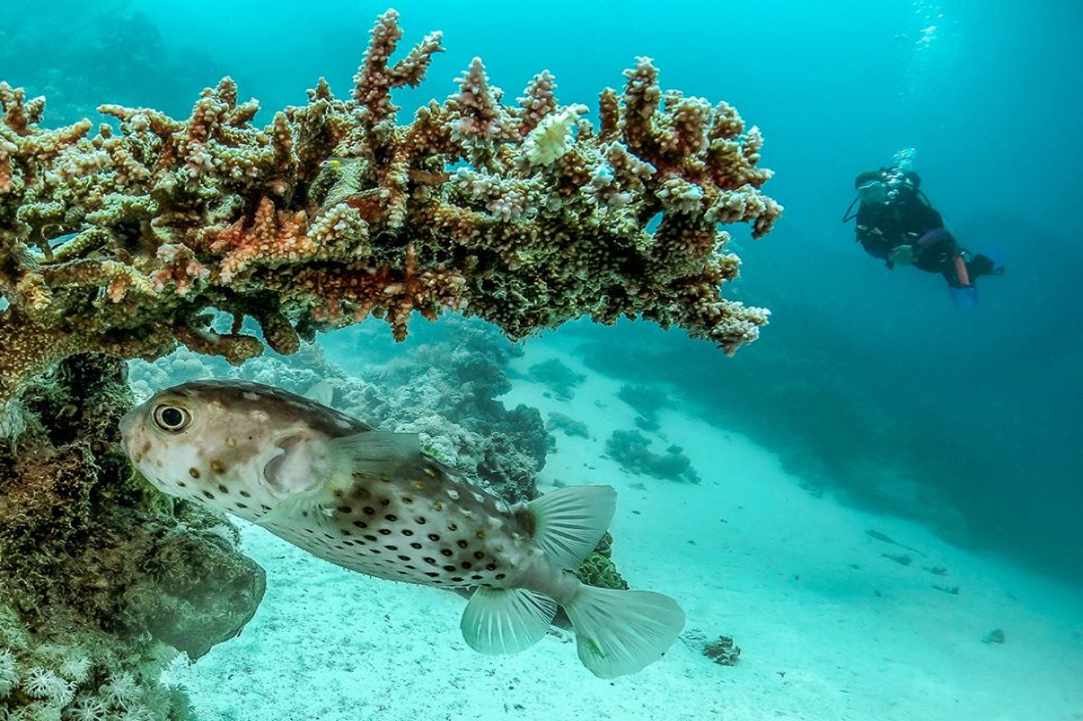 PADI Women's Dive Day 2017