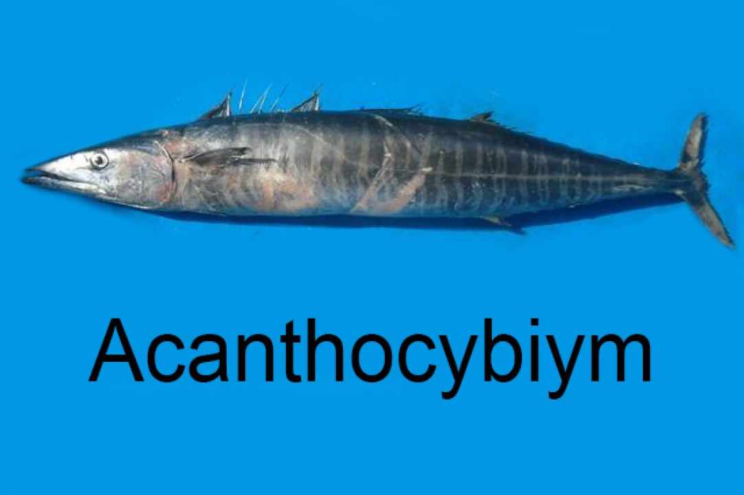 Angling for Alalunga - Albacore Tuna in Cyprus