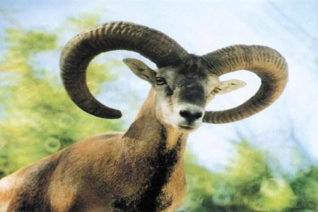Cyprus mouflon (Ovis orientalis ophion )
