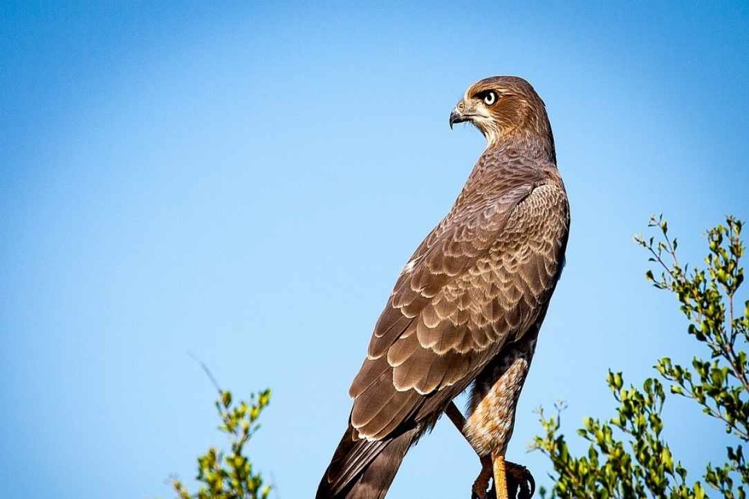 Παρακολούθηση της φθινοπωρινής μετανάστευσης άγριων πουλιών: Κυριακή 1 Οκτωβρίου