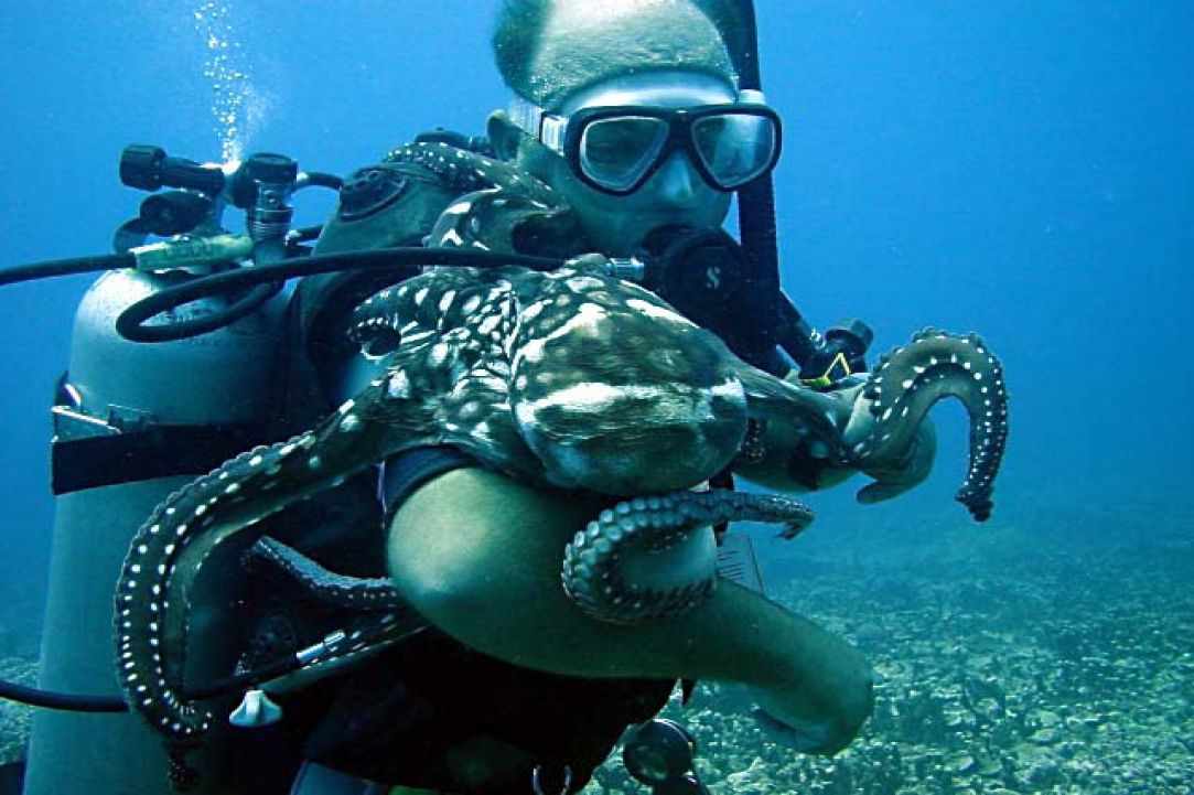 Fun Dive