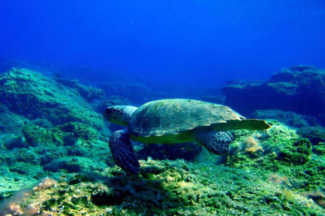 Caretta Caretta turtle 