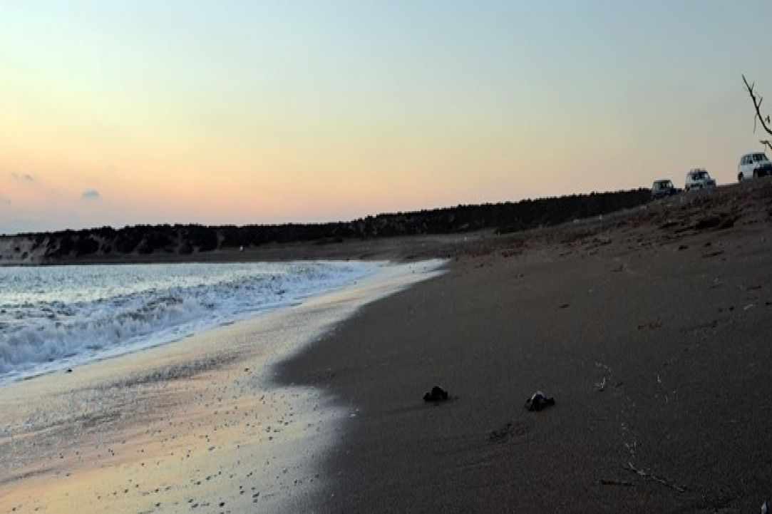 Caretta Caretta turtle 