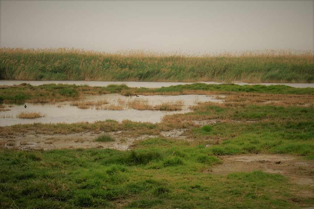 Akrotiri Marsh, a unique natural wetland within the Akrotiri Peninsula gallery image 1