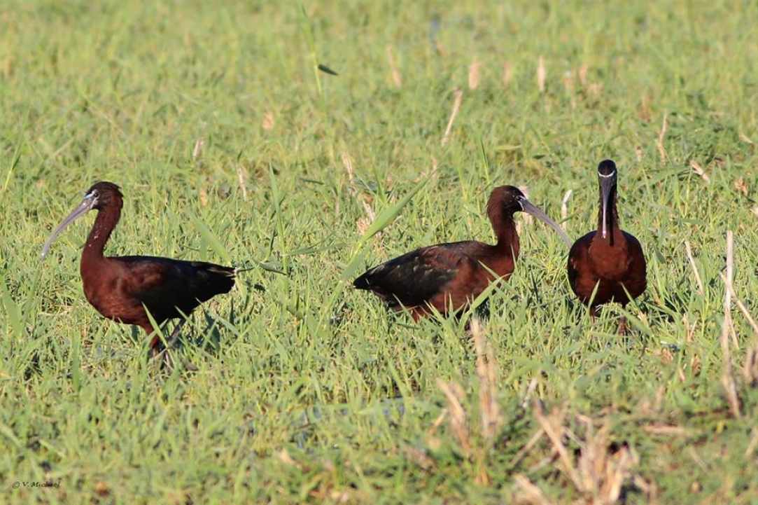 Akrotiri Marsh, a unique natural wetland within the Akrotiri Peninsula