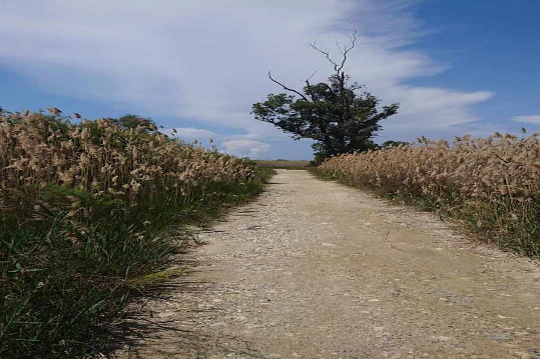 Akrotiri Marsh, a unique natural wetland within the Akrotiri Peninsula