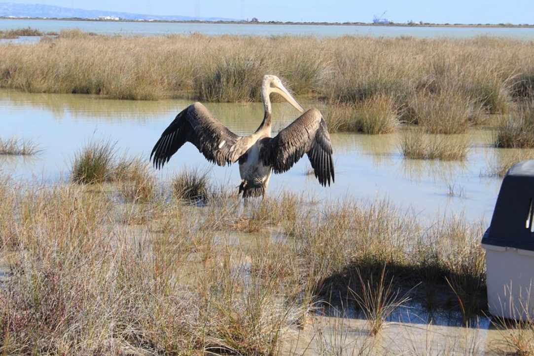 Akrotiri Marsh, a unique natural wetland within the Akrotiri Peninsula