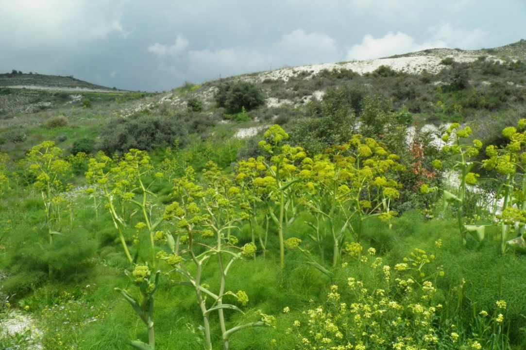 Τα Φυτά της περιοχής των Λευκάρων