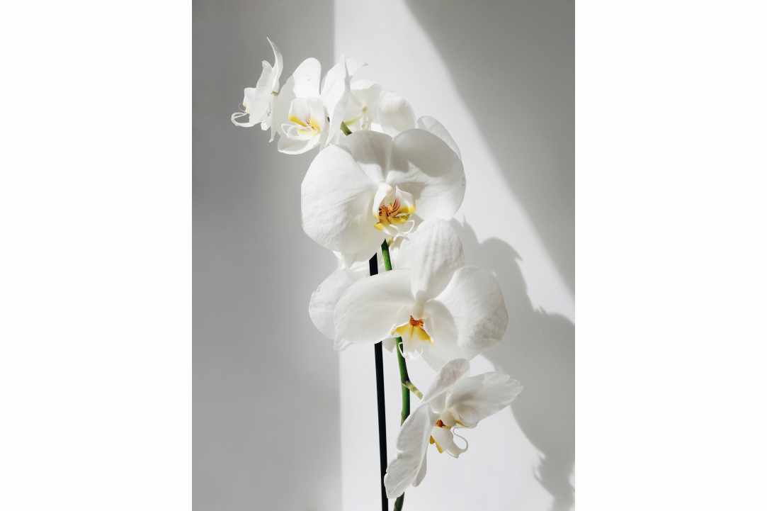 Different Types of Flowers in Cyprus