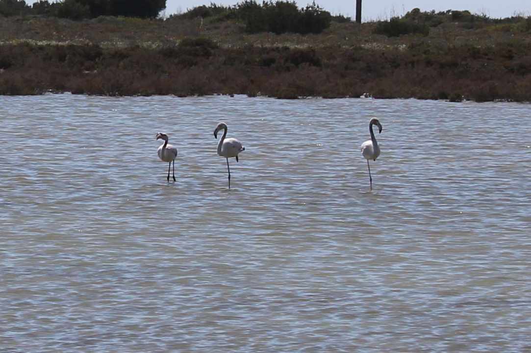 Saltlake of Akrotiri Limassol