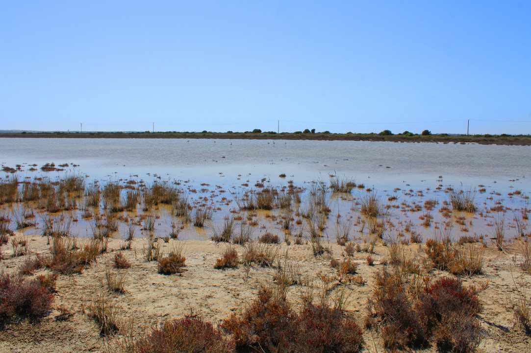Saltlake of Akrotiri Limassol