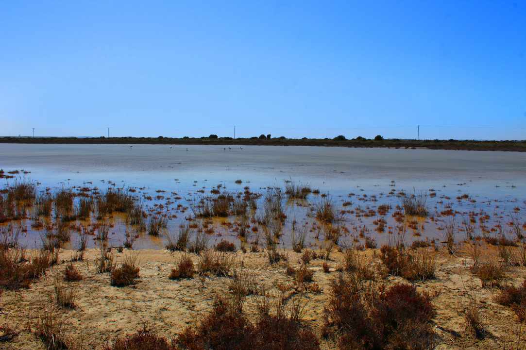 Saltlake of Akrotiri Limassol