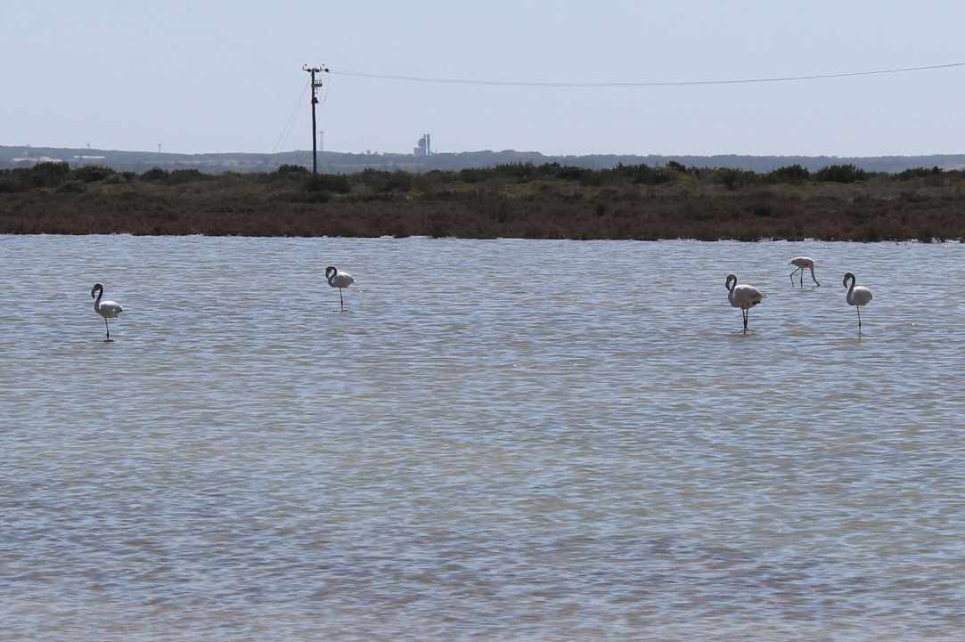 Saltlake of Akrotiri Limassol