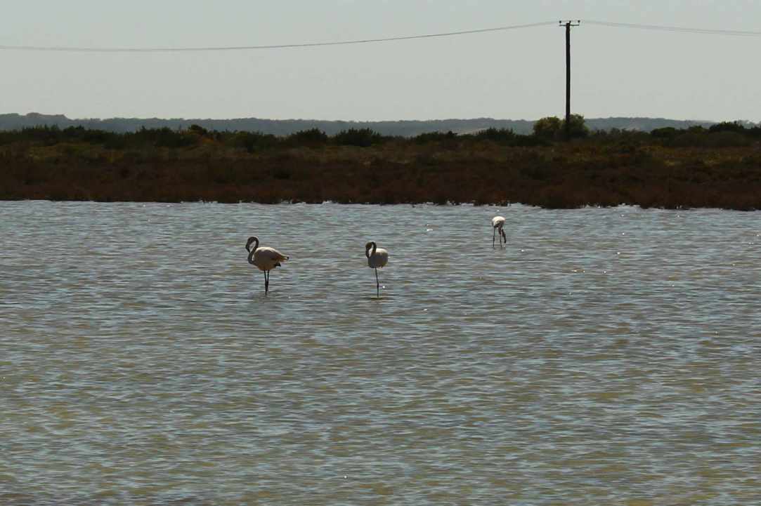 Saltlake of Akrotiri Limassol
