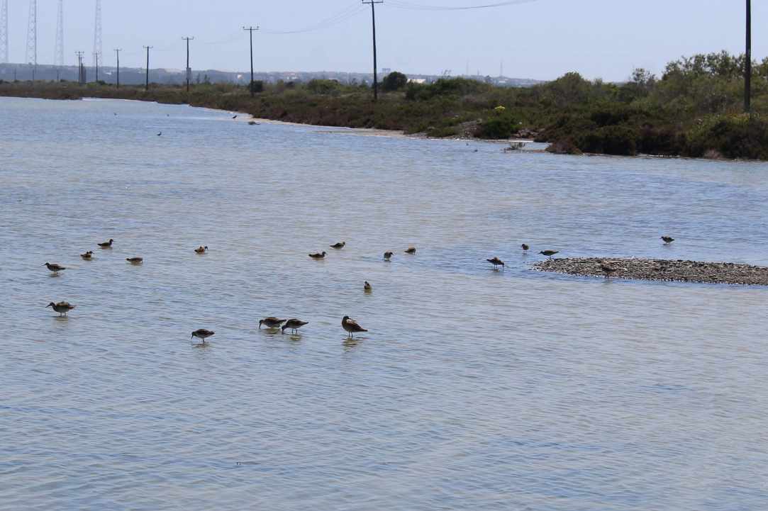 Saltlake of Akrotiri Limassol