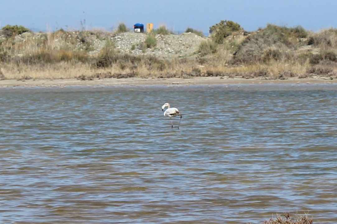 Saltlake of Akrotiri Limassol