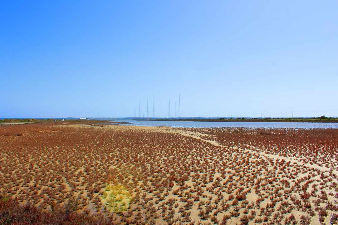 Saltlake of Akrotiri Limassol