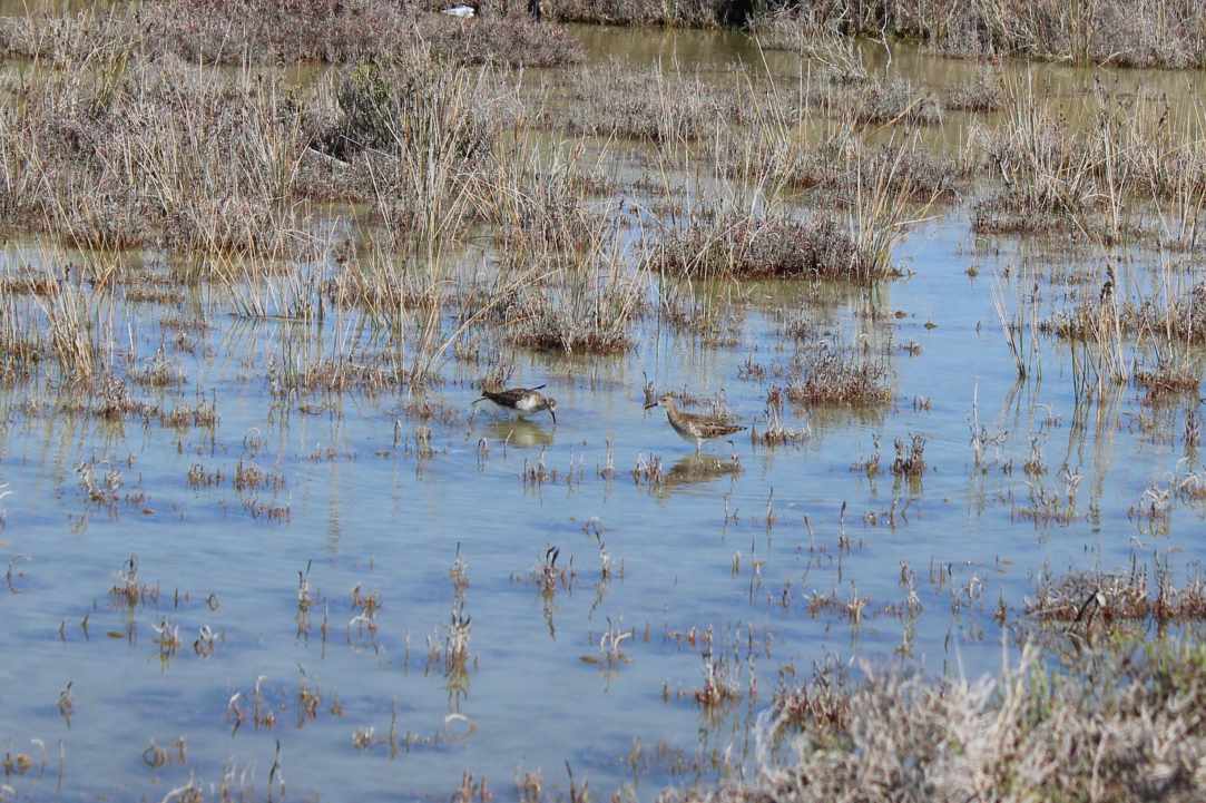 Saltlake of Akrotiri Limassol