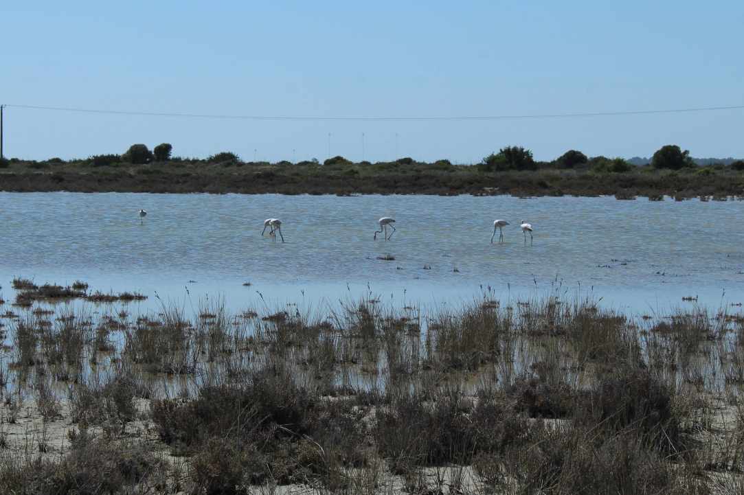 Saltlake of Akrotiri Limassol