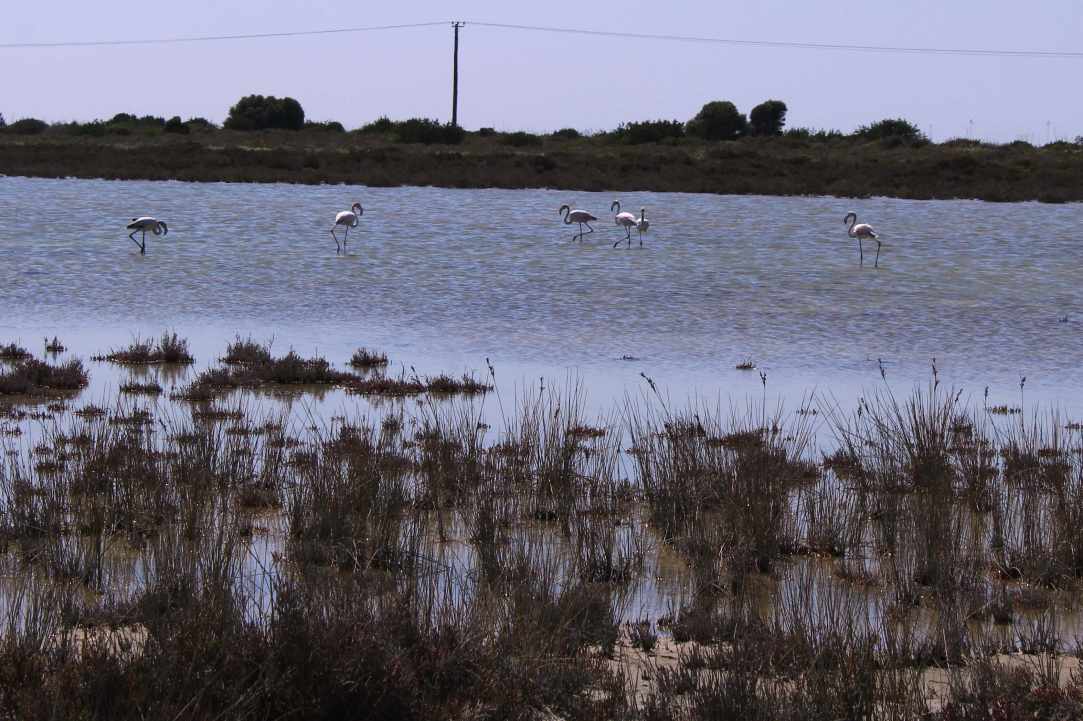 Saltlake of Akrotiri Limassol