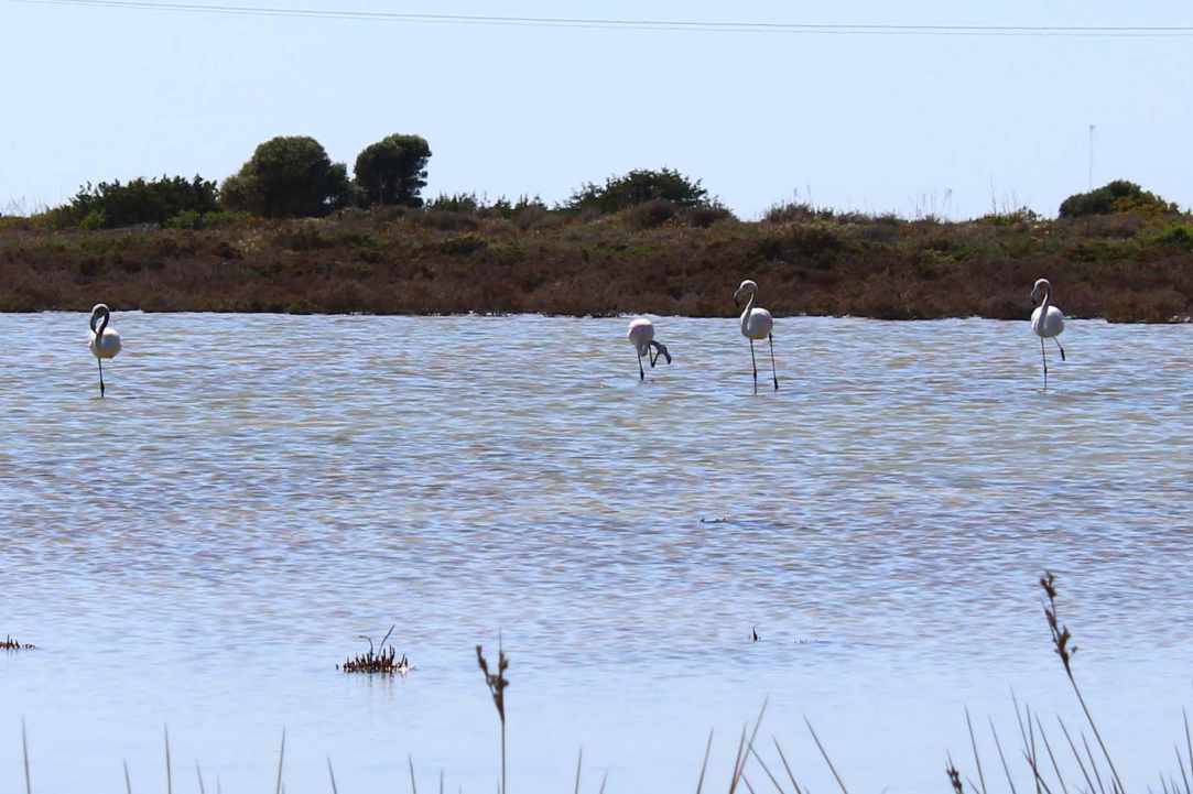 Saltlake of Akrotiri Limassol