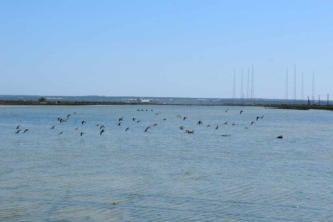 Saltlake of Akrotiri Limassol